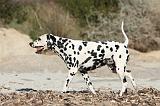 DALMATIEN 128